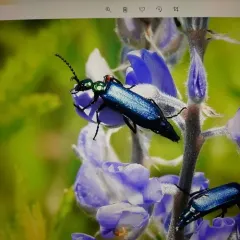 Lytta cyanipennis thumbnail 1