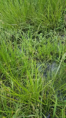 western manna grass
