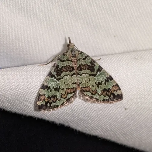 Hydriomena speciosata