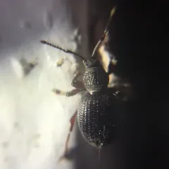 Strawberry Root Weevil thumbnail 3