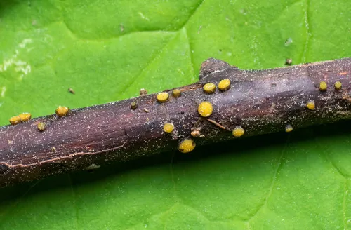 Vibrissea filisporia