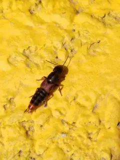 Cinnamon Rove Beetle thumbnail 4