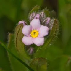 field forget-me-not thumbnail 4
