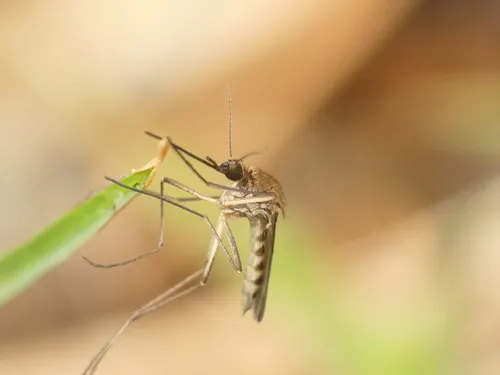 Aedes implicatus