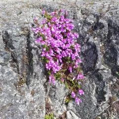 Davidson's Penstemon thumbnail 4