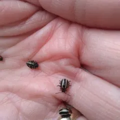 Coreopsis Beetle thumbnail 2