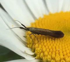 Red clover casebearer moth thumbnail 3