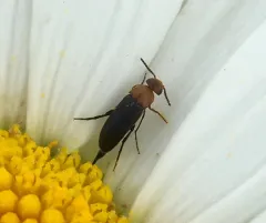 Cervical Tumbling Flower Beetle thumbnail 4