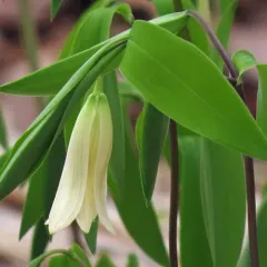 sessile bellwort thumbnail 2