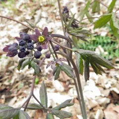 early blue cohosh thumbnail 2