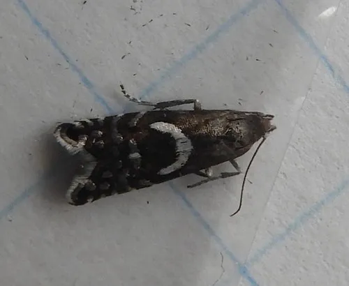 Haworth's Glyphipterid Moth