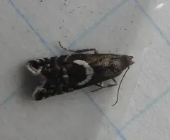 Haworth's Glyphipterid Moth thumbnail 1