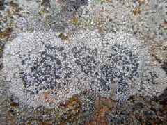 Single-spored Map Lichen thumbnail 4
