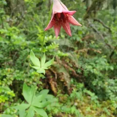 bolander's lily thumbnail 2