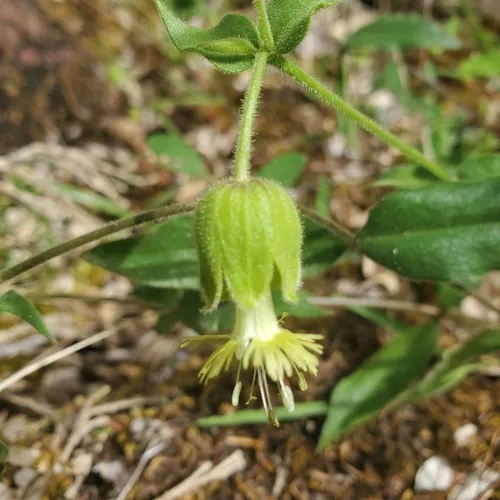 Campanulate Campion