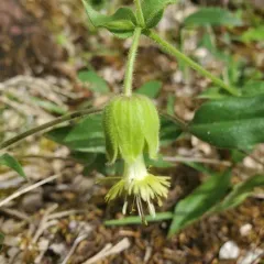 Campanulate Campion thumbnail 1