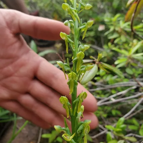 sparse-flowered bog orchid