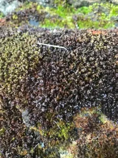 Wideleaf Crumia Moss thumbnail 2