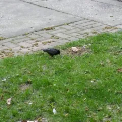 European Starling thumbnail 4
