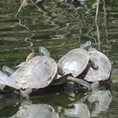 Northern Map Turtle thumbnail 4