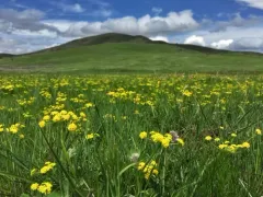 Wasatch desertparsley thumbnail 3