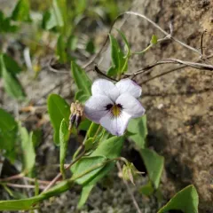 northern two-eyed violet thumbnail 2