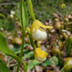 California Lady's Slipper thumbnail 4