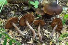 spring webcap thumbnail 4