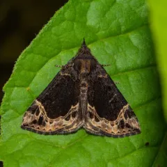 White-lined Snout thumbnail 4