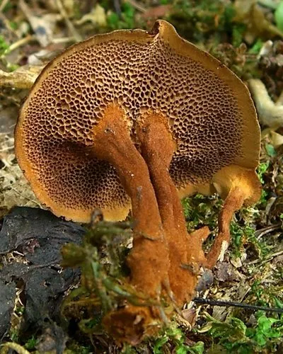 Shiny cinnamon polypore