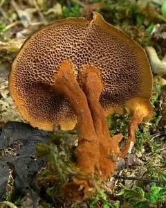 Shiny cinnamon polypore thumbnail 1