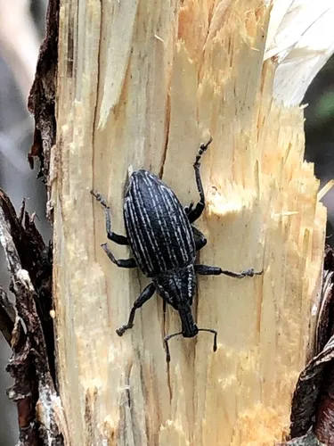 Lepyrus gemellus