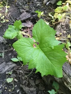nodding rattlesnake root thumbnail 4