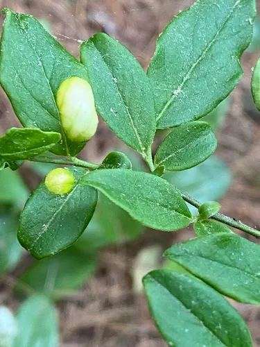Lingonberry Gall