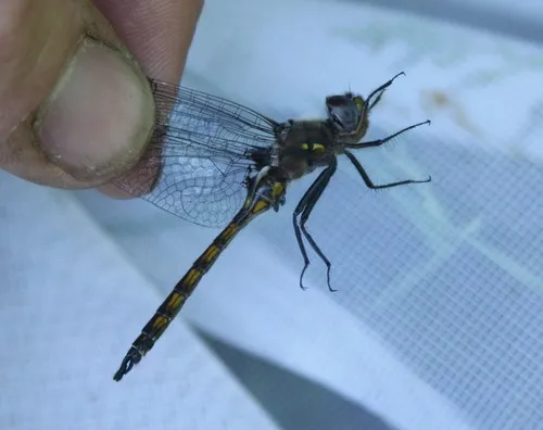 Slender Baskettail