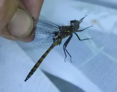 Slender Baskettail thumbnail 1
