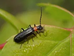 Dichelotarsus pattoni thumbnail 4