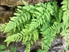 Tennessee bulblet fern thumbnail 2