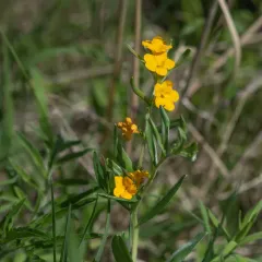 hoary puccoon thumbnail 4