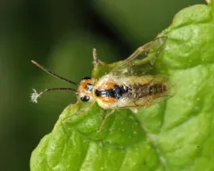 Pristiphora chlorea thumbnail 2