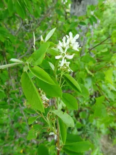 Intermediate Serviceberry thumbnail 3