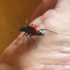 Scarlet Malachite Beetle thumbnail 1