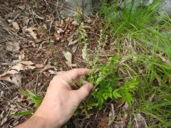 early forget-me-not thumbnail 3