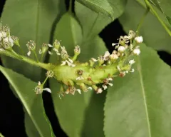 Contarinia racemi thumbnail 3