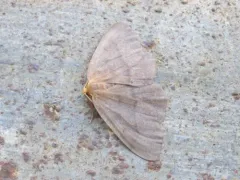 Yellow-headed Looper Moth thumbnail 3