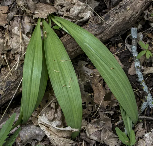 narrowleaf wild leek