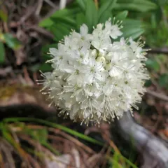 Western Labrador Tea thumbnail 3