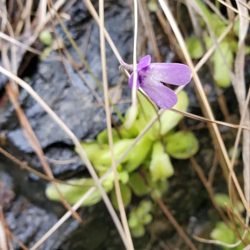 horned butterwort