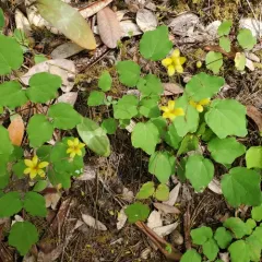 Siskiyou inside-out-flower thumbnail 4
