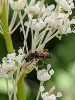 Molorchus longicollis thumbnail 3